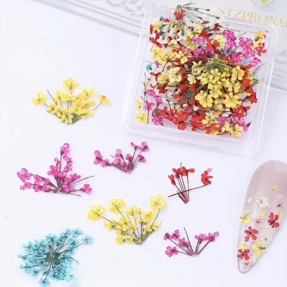 Coconoir Beauty - Nail Charms - Dried Flowers Blue, Red, Yellow & Pink